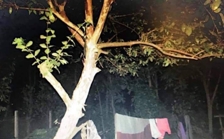 Cô gái 23 tuổi tử vong trong tư thế treo cổ trên cây ổi