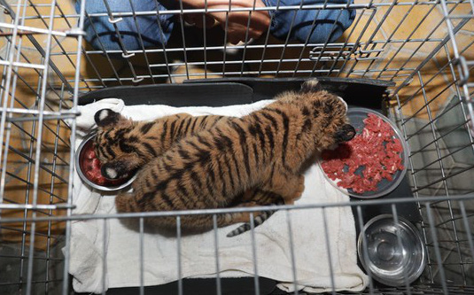 Bắt 2 đối tượng vận chuyển 2 con hổ con quý hiếm còn sống