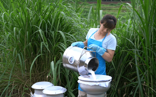 Theo chân nhiếp ảnh gia nổi tiếng: Bất ngờ trước nỗ lực sản xuất dòng sữa chuẩn Hà Lan của nhiều thế hệ nông dân Việt