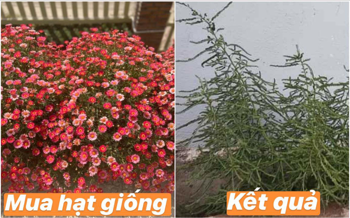 Hết quần áo đến hạt giống khác xa &quot;ảnh minh hoạ&quot;: Hội chủ shop không có tâm là nguồn cảm hứng cho ngày Cá tháng Tư