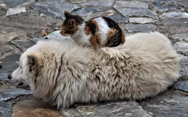 Không muốn chó mèo hoang bị đói giữa lúc phong tỏa vì Covid-19, Thổ Nhĩ kỳ đã có hành động đẹp khiến cộng đồng yêu động vật ấm lòng