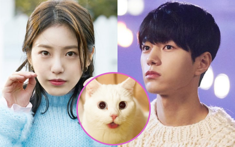 Meow, the Secret Boy &quot;ăn điểm&quot; fan Kpop vì đem fanfic &quot;mèo hóa người&quot; ra đời thực, thêm cả combo mỹ nam cực phẩm đóng chính?