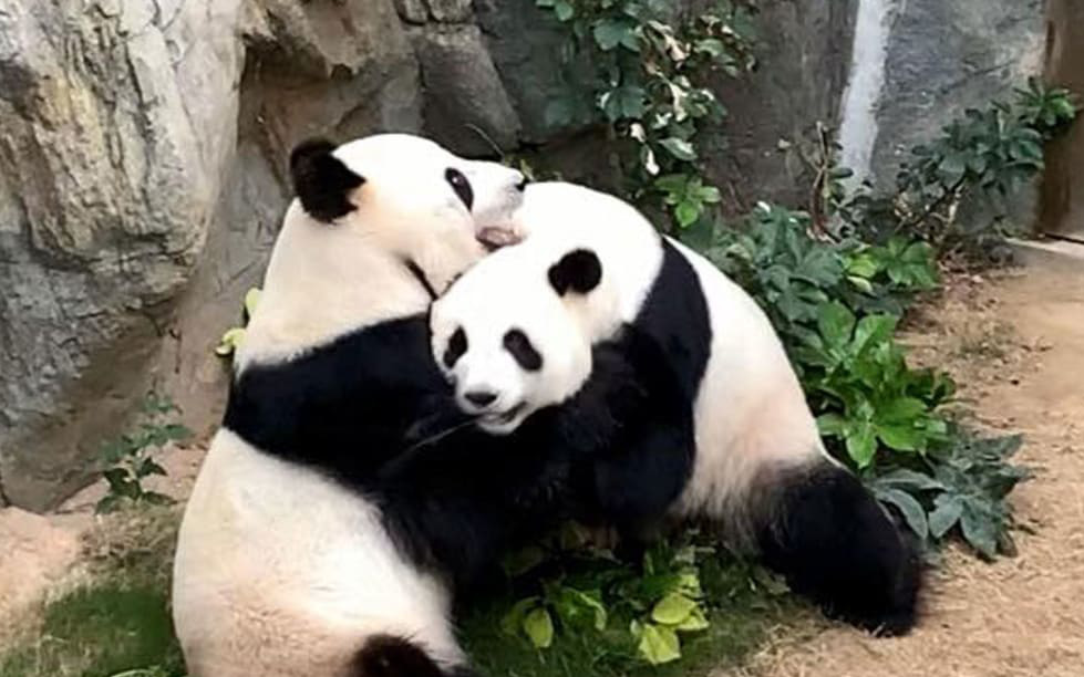 Sau 10 năm ròng rã chờ đợi, cặp gấu trúc ở sở thú Hong Kong cuối cùng cũng chịu giao phối khi nơi này đóng cửa do Covid-19