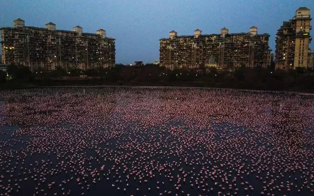 Hồ nước ở Ấn Độ bất ngờ sáng rực sắc hồng do hàng nghìn con chim Hồng Hạc tụ hội trong thời điểm vắng người do dịch bệnh
