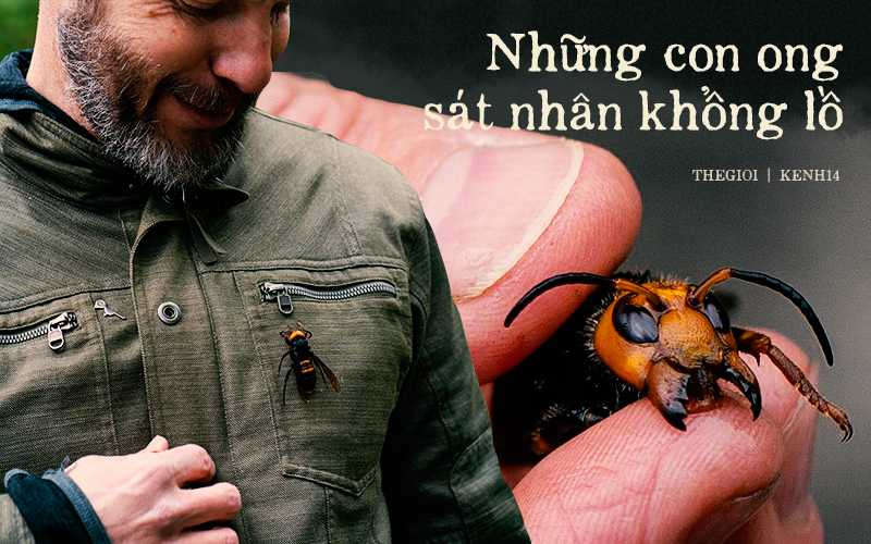 &quot;Cả một đời tôi chưa chứng kiến điều gì kinh khủng như vậy&quot;: Ong &quot;sát nhân&quot; giết chết 50 người mỗi năm ở Nhật Bản đã chính thức tới Hoa Kỳ