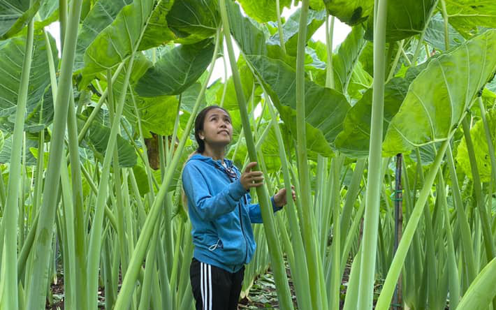 Trầm trồ trước vườn dọc mùng khổng lồ ở Đồng Nai: Tưởng đi lạc vào khu vườn cổ tích