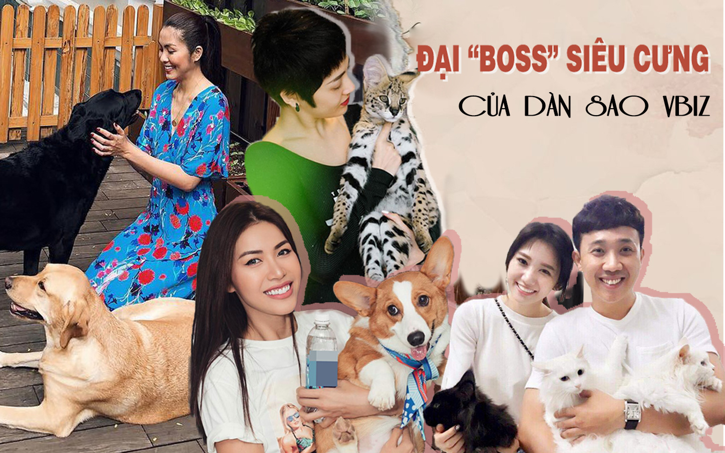 Dàn &quot;boss&quot; siêu cấp đáng yêu của sao Vbiz: Toàn giá nghìn đô, mèo cưng nhà Bảo Anh giống gì mà mua gần nửa tỷ