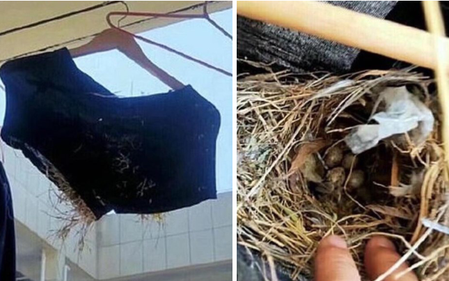 Trở lại ký túc xá sau 3 tháng nghỉ dịch, nam sinh hốt hoảng phát hiện chim làm tổ trong chiếc quần lót bỏ quên