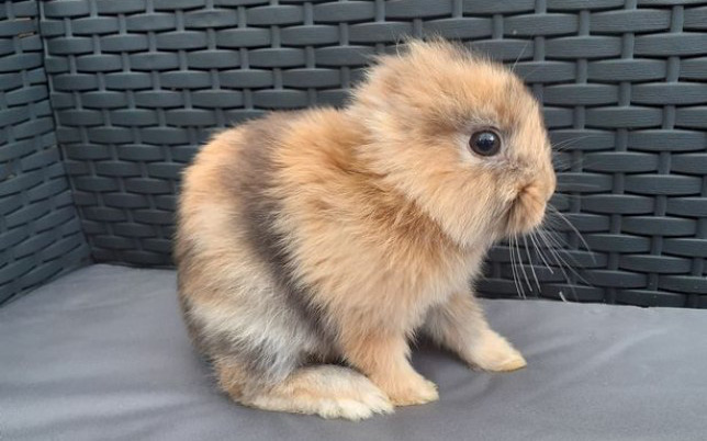 Bị mất tai bẩm sinh, chú thỏ con vẫn đốn tim cộng đồng mạng vì vẻ ngoài độc đáo và vô cùng đáng yêu của mình