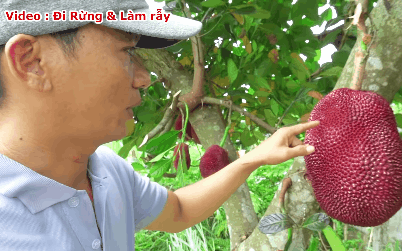 Thực hư về quả mít vỏ đỏ “độc nhất vô nhị” tại Việt Nam đang khiến cộng đồng mạng tranh cãi: Lẽ nào lại là chiêu trò “câu view”?