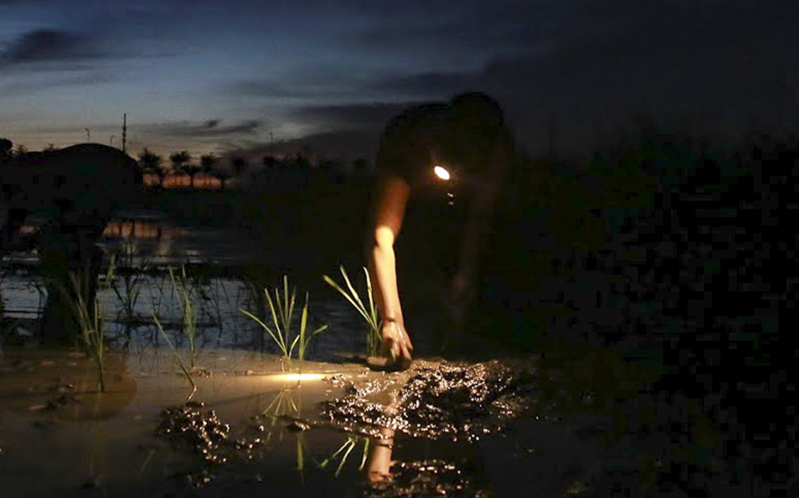 Nắng nóng, nông dân Hà Nội đeo đèn pin cấy lúa đêm