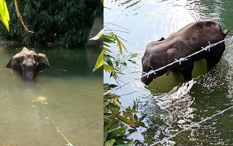 Ăn nhầm trái dứa bị dân làng nhét thuốc nổ bên trong, voi mẹ mang thai chết đứng tức tưởi dưới sông