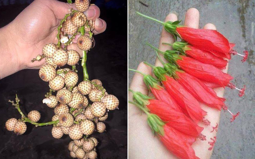 5 món ăn vặt &quot;huyền thoại&quot;, toàn hoa với quả dại mà nếu biết hết chúng, bạn nhất định đã có 1 tuổi thơ vô cùng dữ dội