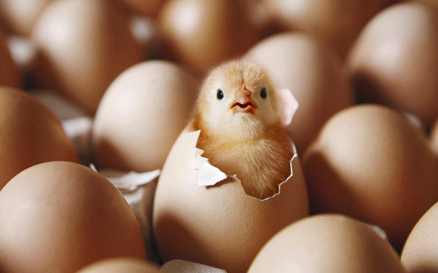 "Con gà có trước hay quả trứng có trước?" - giới khoa học đã tìm ra manh mối 9500 tuổi để trả lời câu hỏi này