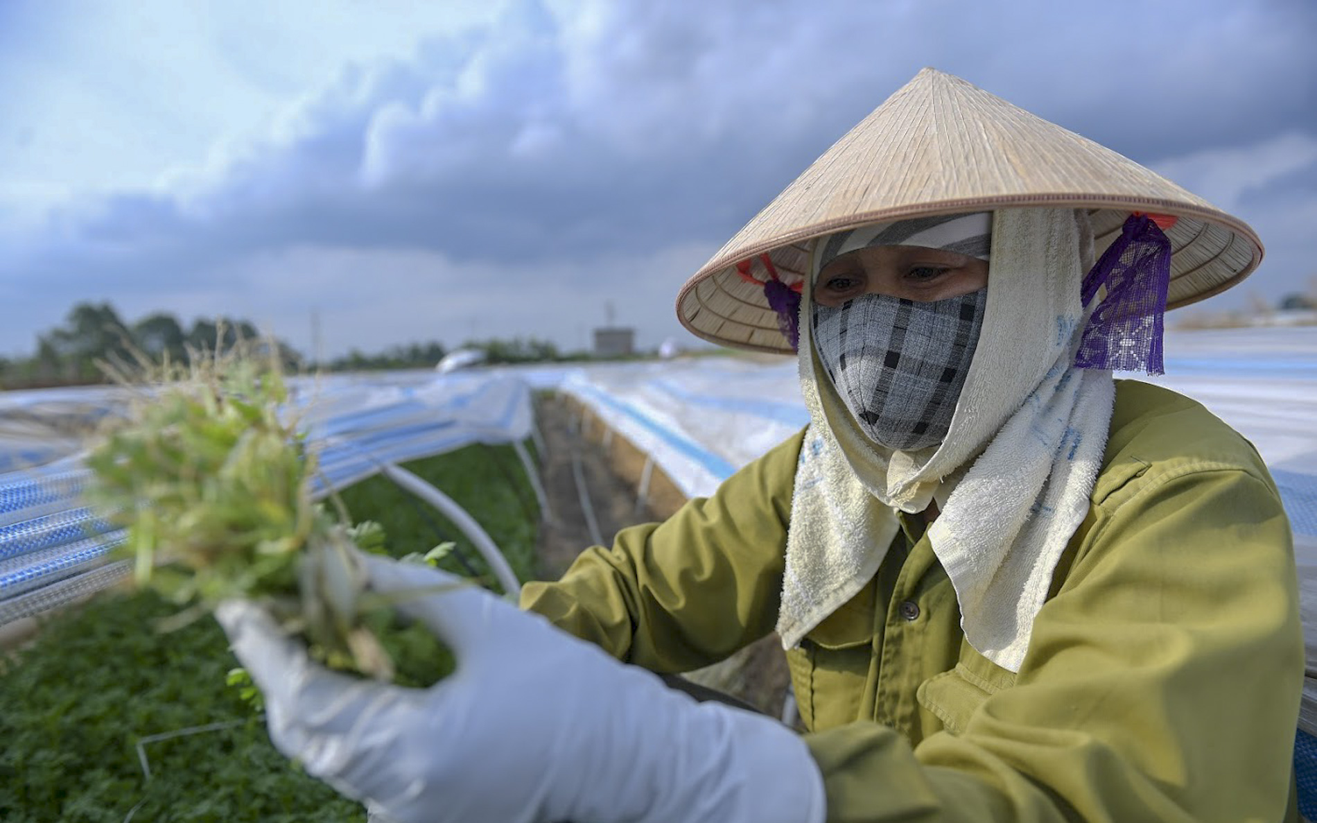 Người dân dùng nguồn nước chuyển màu, sủi bọt để tưới rau: "Chúng tôi không còn sự lựa chọn nào khác"