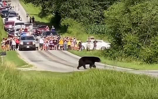 Gấu đen đi bộ hơn 600 km dọc nước Mỹ để tìm bạn tình thu hút sự chú ý của MXH, nhiều người dân ra đứng ven đường cổ vũ như siêu sao