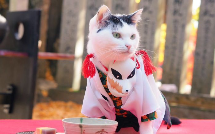 Chú mèo chuyên cosplay các nhân vật anime nổi tiếng, sở hữu 16 nghìn fan trung thành ngồi hóng ngày đêm