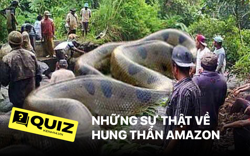 Quiz: Những sự thật bạn chưa từng nghe về &quot;hung thần Amazon&quot;, đảm bảo bạn sẽ choáng ngợp khi biết một con Anaconda có thể to lớn đến mức độ nào