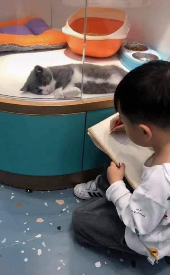 Cậu bé lăn lộn cả tiếng để vẽ mèo nộp cho cô giáo, tưởng đẹp miễn chê ai ngờ lại thành ra thế này - Ảnh 3.