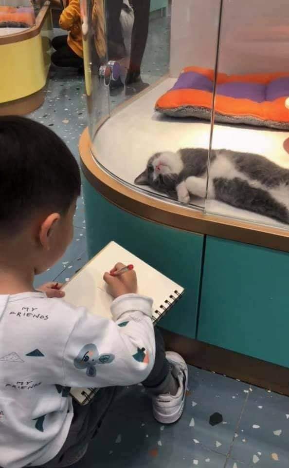 Cậu bé lăn lộn cả tiếng để vẽ mèo nộp cho cô giáo, tưởng đẹp miễn chê ai ngờ lại thành ra thế này - Ảnh 6.