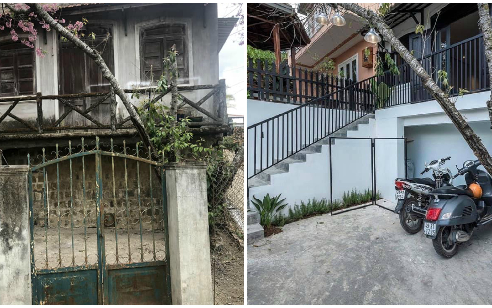Chỉ vì thích 1 cây mai anh đào trước cổng ở Đà Lạt, chàng trai mua luôn cả căn nhà cũ và cải tạo thành nơi cực đáng sống