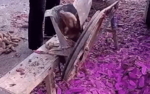 Cảnh tượng thái khoai lang gây tranh cãi: bẩn thế này liệu có dùng cho người ăn được không?