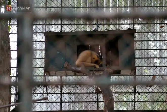 Ảnh: Động vật tại vườn bách thú Thủ Lệ co ro, ủ rũ trong cái lạnh “thấu xương” ở Thủ đô - Ảnh 11.