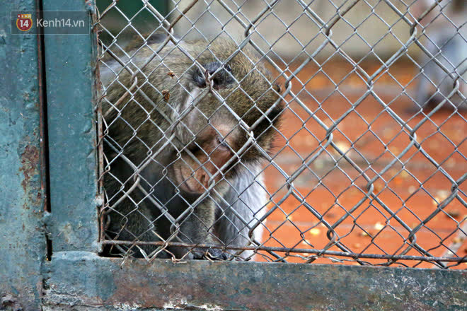 Ảnh: Động vật tại vườn bách thú Thủ Lệ co ro, ủ rũ trong cái lạnh “thấu xương” ở Thủ đô - Ảnh 10.