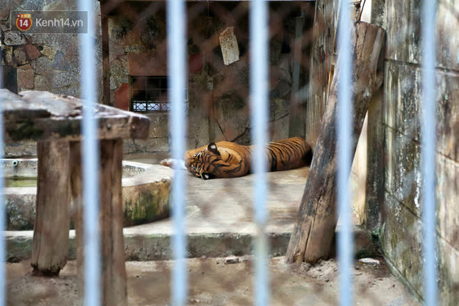 Ảnh: Động vật tại vườn bách thú Thủ Lệ co ro, ủ rũ trong cái lạnh “thấu xương” ở Thủ đô - Ảnh 3.