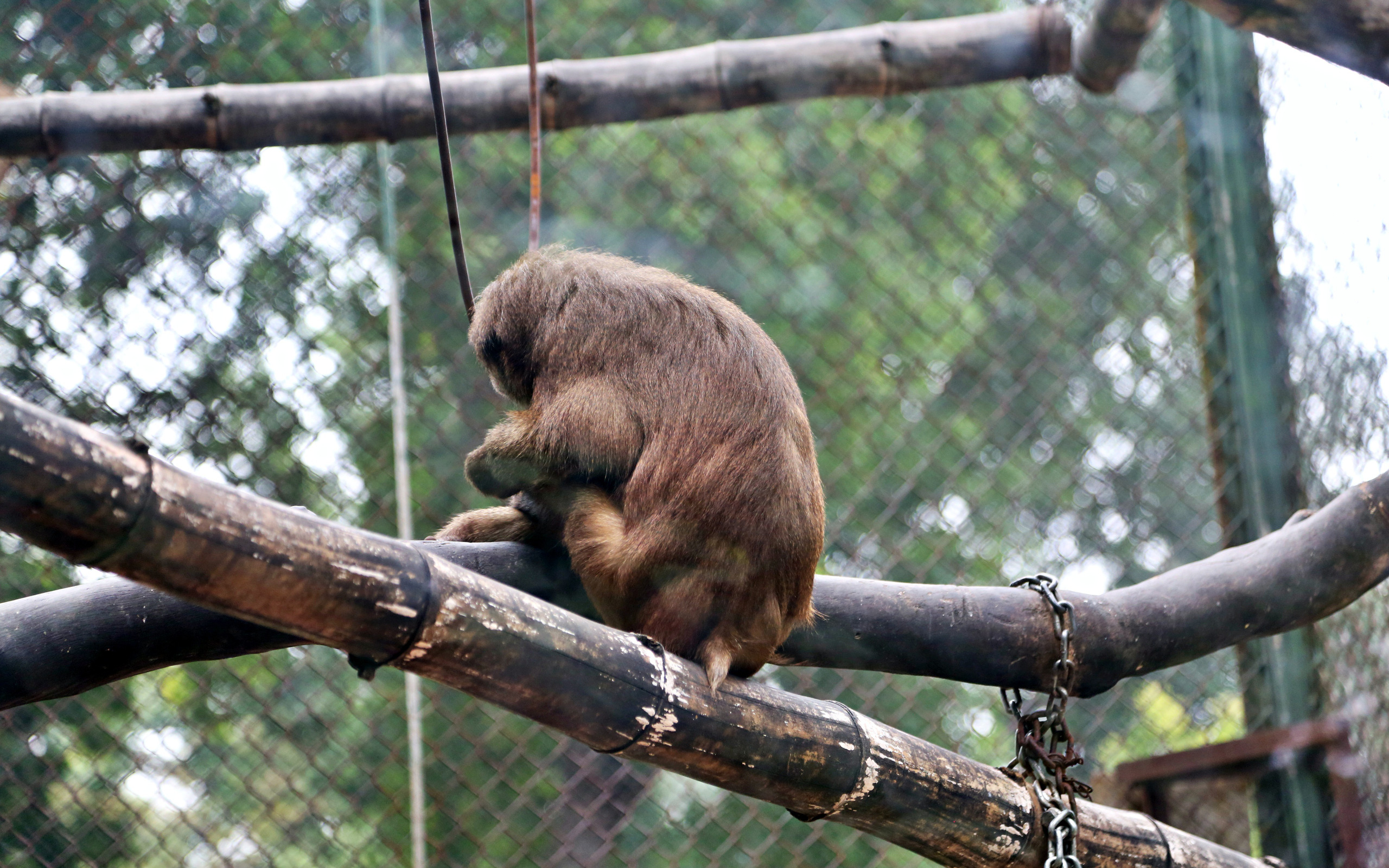 Ảnh: Động vật tại vườn bách thú Thủ Lệ co ro, ủ rũ trong cái lạnh “thấu xương” ở Thủ đô