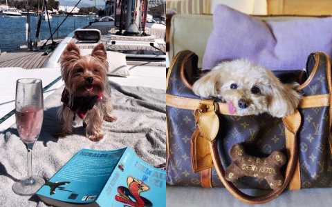 Hermes của hội phú bà &quot;fake&quot; chỉ là vay mượn, nhưng Ferrari của hội &quot;rich dog&quot; dưới đây lại không hề giả trân chút nào