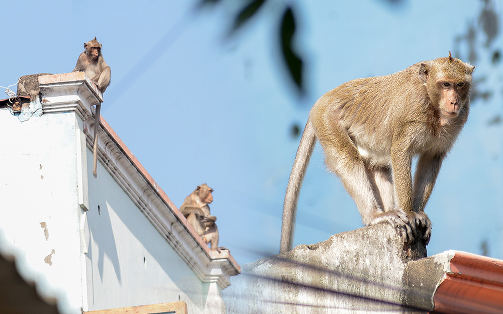 Cận cảnh đàn khỉ “đại náo” khu dân cư ở Sài Gòn khiến người dân mệt mỏi: Chúng rất sợ đàn ông nhưng lại không sợ phụ nữ