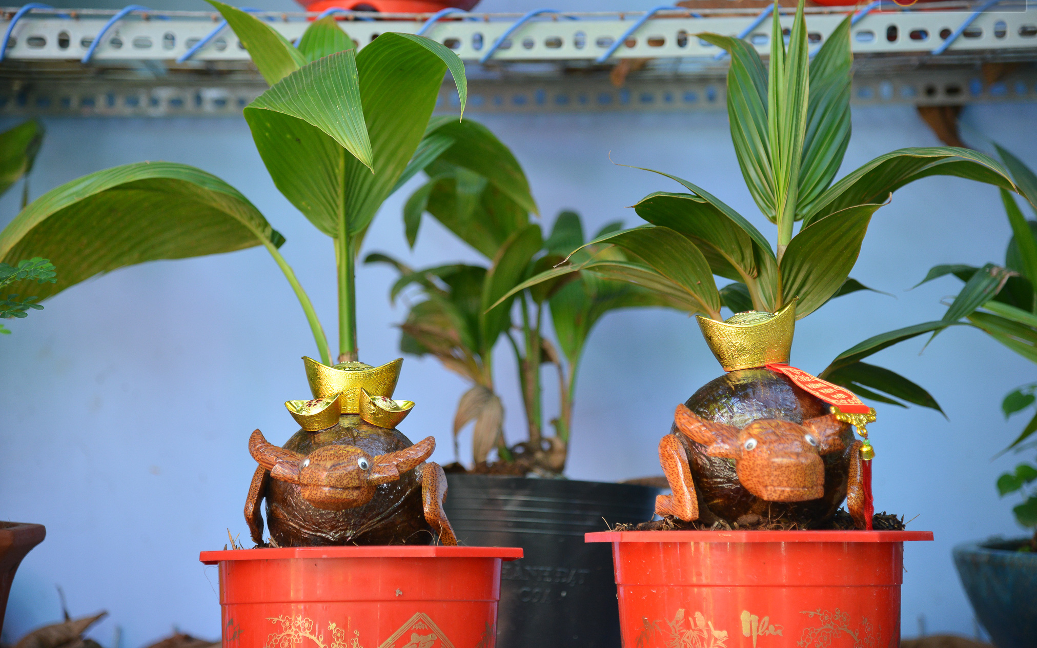 Độc đáo dừa bonsai hình con trâu khiến người Sài Gòn bỏ hàng triệu đồng mua chơi Tết Tân Sửu 2021
