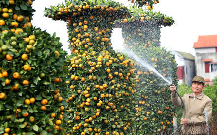 Vườn quýt lục bình “siêu to khổng lồ” của nghệ nhân ở Hưng Yên: &quot;Tôi mua 400 cây nhưng chỉ chọn được 30 cây&quot;