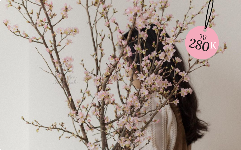Hoa chơi Tết: Sakura Nhật được hội sành điệu mê tít, giá cao nhưng vẫn lọt top hoa siêu hot