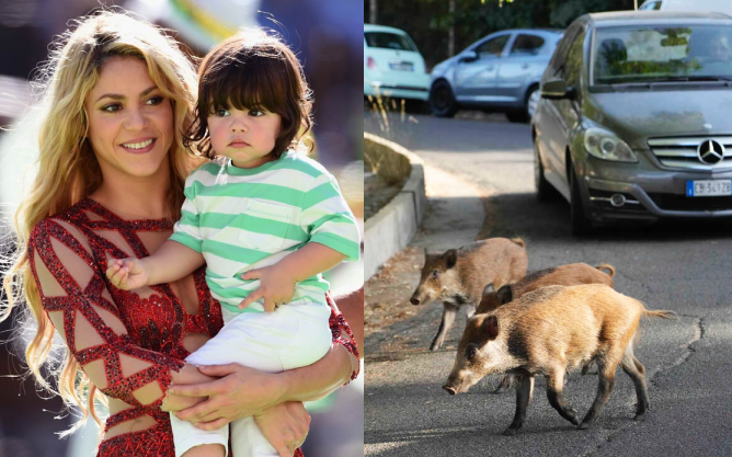 Shakira và con trai 8 tuổi bị 2 con lợn rừng tấn công... cướp túi giữa đường và cái kết không thể &quot;thốn&quot; hơn cùng đống lông heo