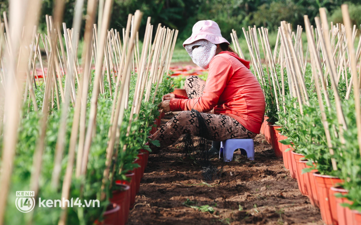 Làng hoa Tết ở Sài Gòn giữa dịch Covid-19: Nhà vườn như ngồi trên đống lửa!