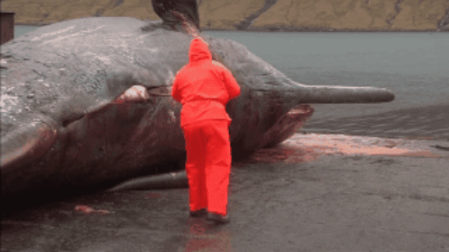 Đây là thảm họa có thể xảy ra nếu bạn lại gần một xác cá voi dạt bờ và câu chuyện về quả bom khổng lồ kỳ lạ nhất lịch sử - Ảnh 1.