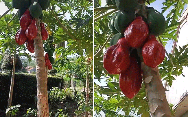 Khoe cây đu đủ có quả chín đỏ au, chàng trai lập tức bị dân mạng bóc mẽ: Nhìn không hề &quot;giả trân&quot; luôn đó!