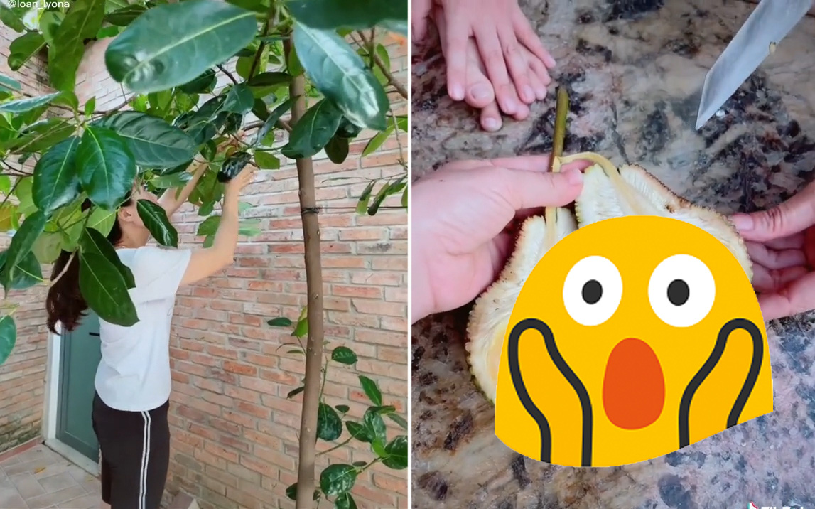 Cô gái khoe cây mít Thái nhà trồng ra quả cỡ &quot;bự&quot;, nhìn kích thước và số múi thì ai cũng ngỡ ngàng