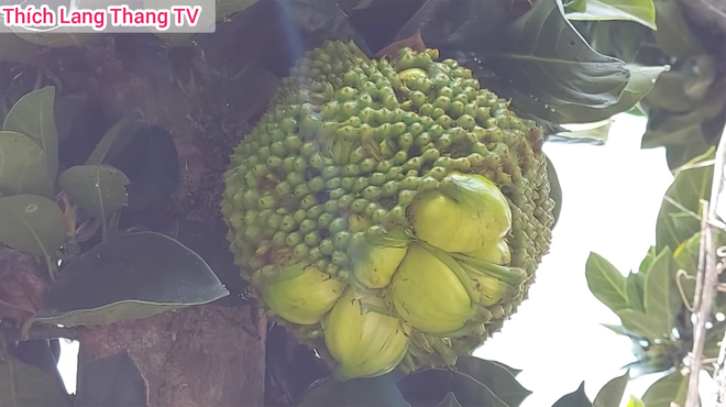 Những quả mít lòi ruột khiến dân tình nổi da gà: Có quả còn được định giá 8 tỷ vì sự đột biến - Ảnh 2.