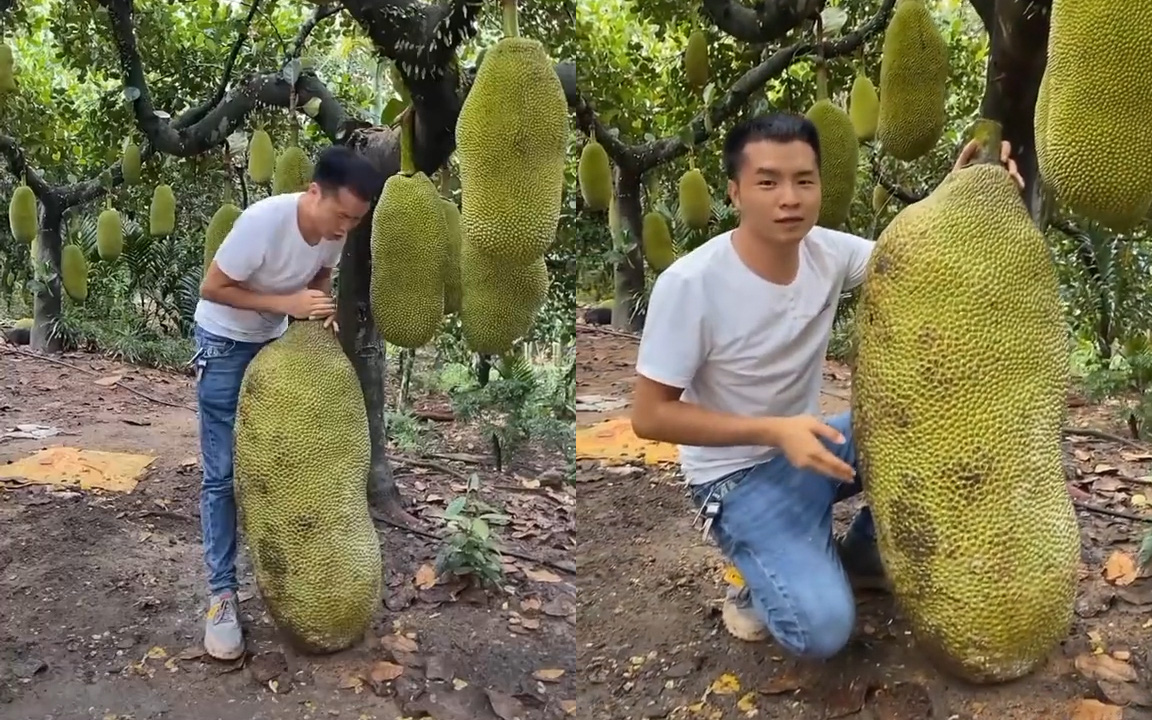 Anh nông dân khoe vườn mít &quot;trong mơ&quot;: Quả mít to hơn cả 1 người lớn, nhìn không tin nổi