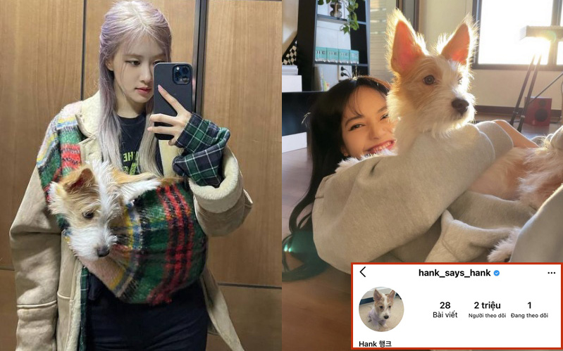 Hank - Chú chó nhà người ta, có hẳn 2 triệu follower, được các thành viên BLACKPINK hết mực cưng chiều
