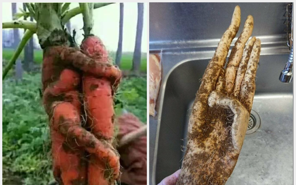 &quot;Xỉu ngang&quot; trước những loại rau củ quả mọc đủ hình thù kỳ quái, xem ảnh mới thấy sức mạnh của thiên nhiên kinh khủng thế nào!