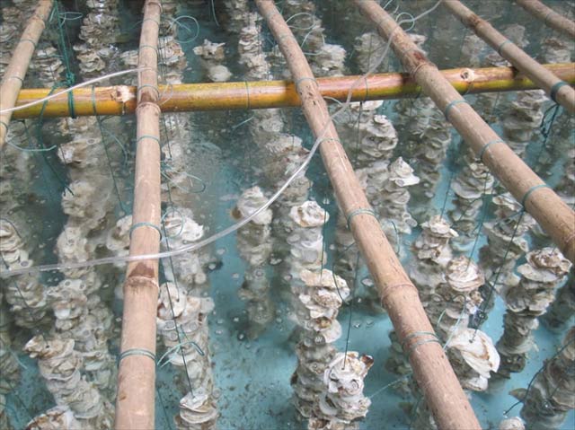 Hoá ra con hàu được người ta nuôi như thế này, đột nhập vào làng bè ở Vũng Tàu mới được mở mang tầm mắt - Ảnh 5.