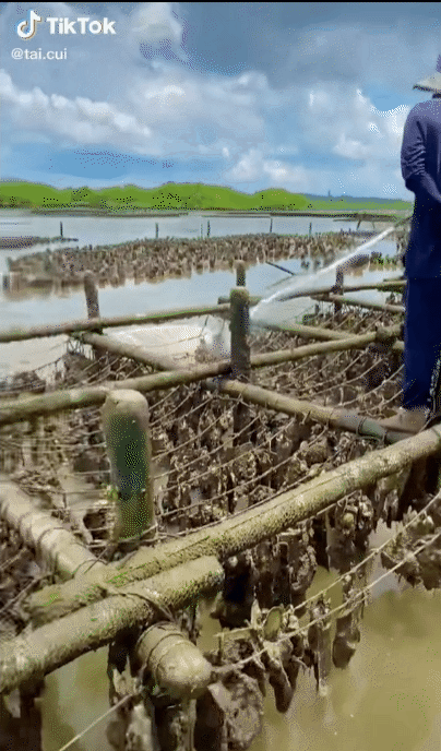 Hoá ra con hàu được người ta nuôi như thế này, đột nhập vào làng bè ở Vũng Tàu mới được mở mang tầm mắt - Ảnh 1.