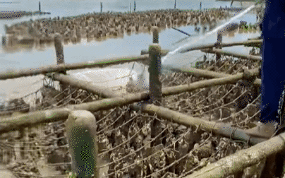 Hoá ra con hàu được người ta nuôi như thế này, "đột nhập" vào làng bè ở Vũng Tàu mới được mở mang tầm mắt