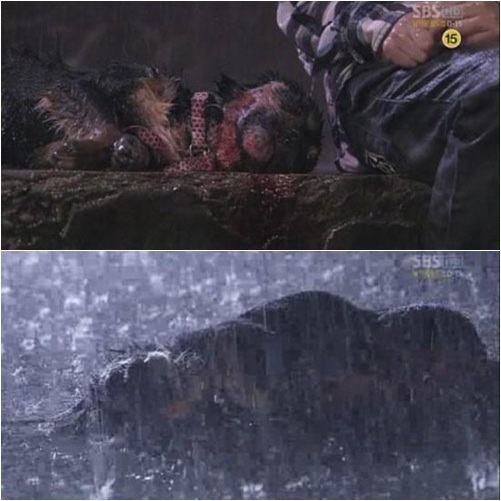 4 phim Hàn bị chỉ trích vì ngược đãi động vật: Căng nhất là màn chọi chó ở bom tấn của Lee Jun Ki - Ảnh 3.