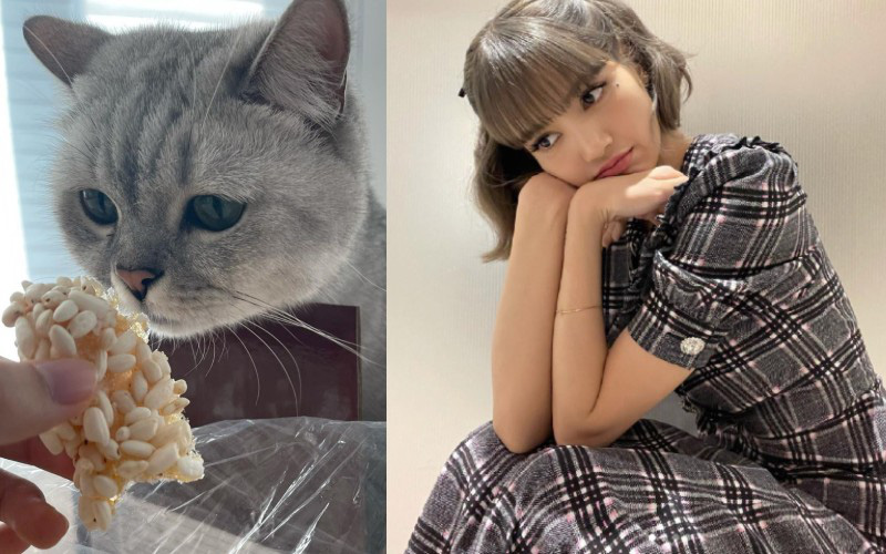 Lisa (BLACKPINK) lập tài khoản Instagram cho một "nhân vật" đặc biệt, nhìn số followers nhảy từng giây mà chóng mặt!