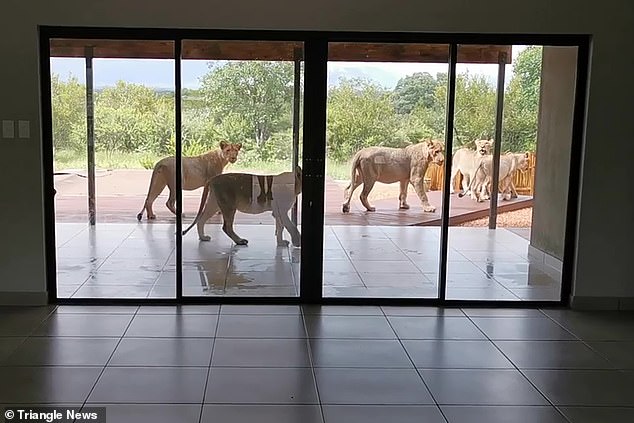 Mở cửa vào nhà, gia chủ giật thót tim khi thấy đàn sư tử 6 con nằm phơi nắng, cư dân mạng khen có thú cưng giữ nhà xịn quá - Ảnh 3.
